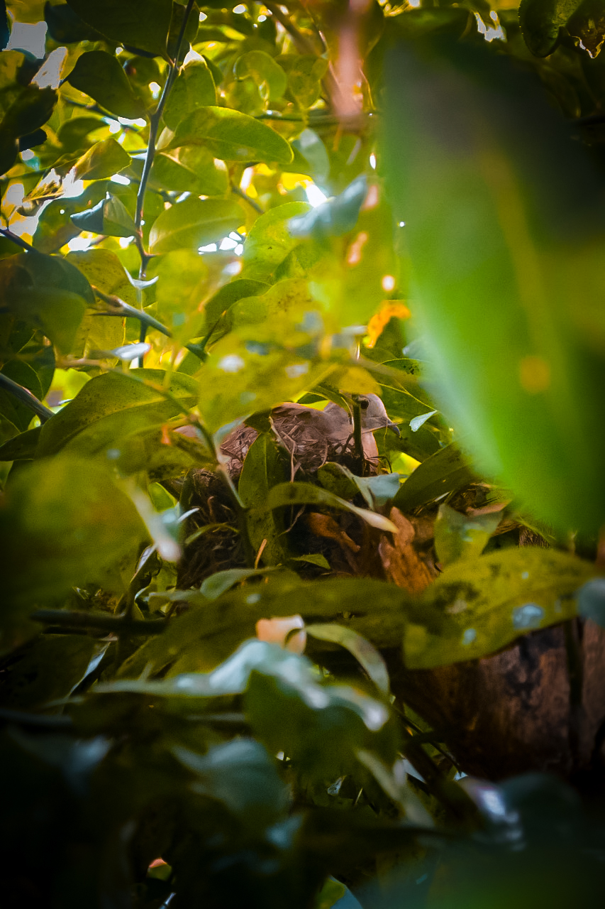 Rolinha em ninho escondido entre folhas verdes em um quintal