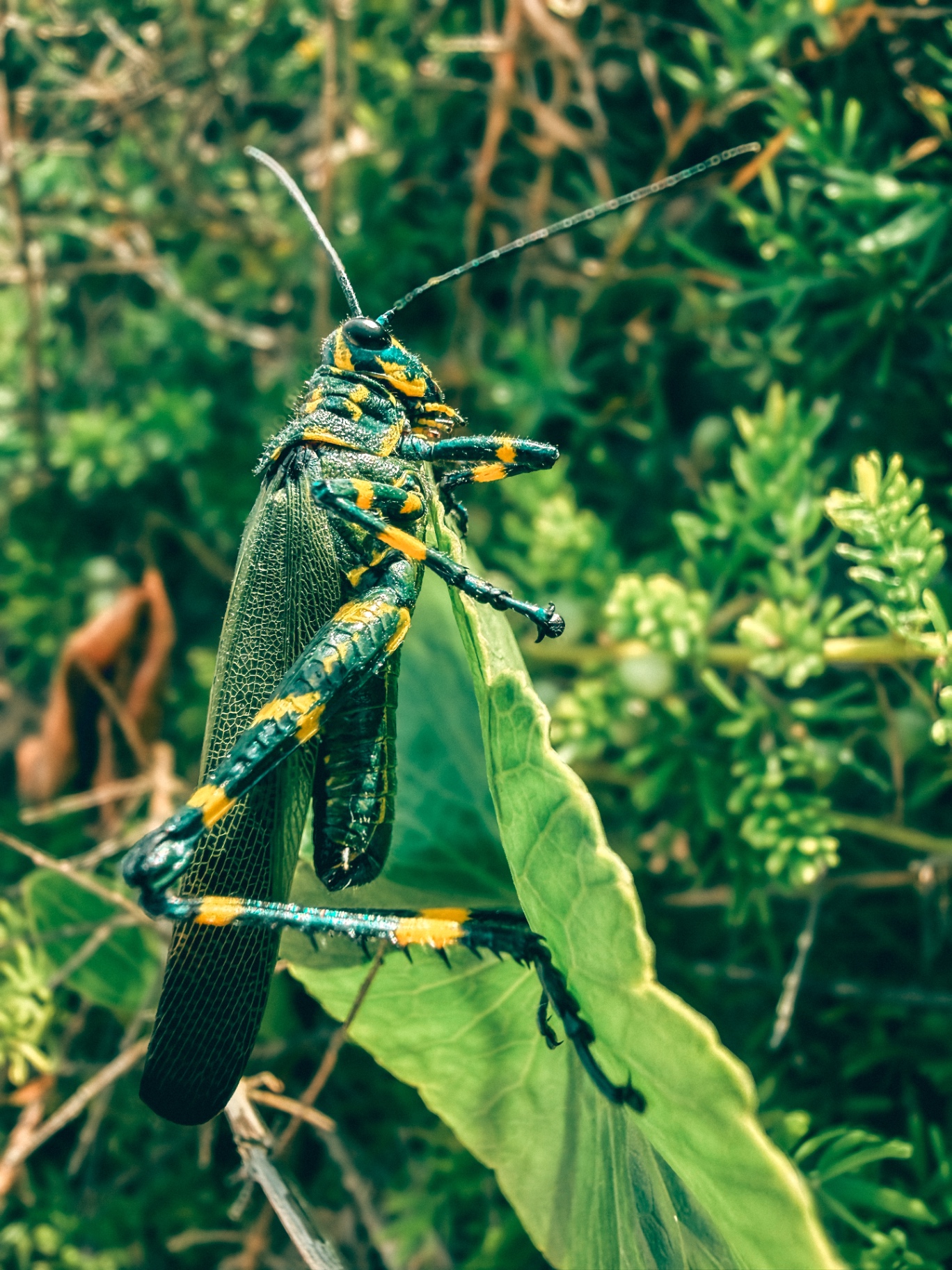 Gafanhoto verde com listras amarelas em close sobre folha verde com mata desfocada ao fundo