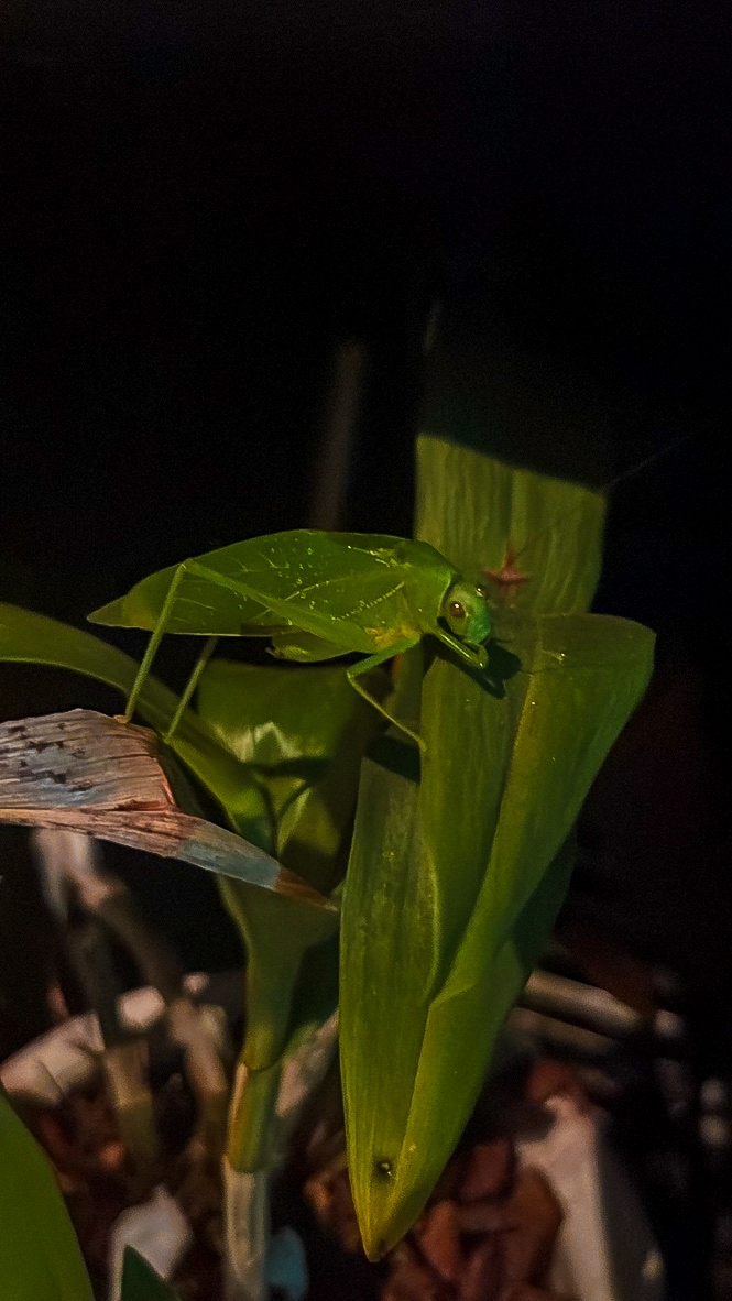 Esperança-folha verde fotografado em close sobre folhagem com fundo escuro